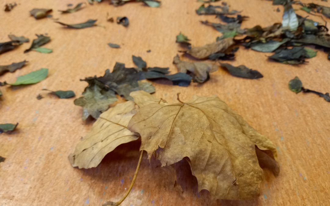 LLEGÓ EL OTOÑO
