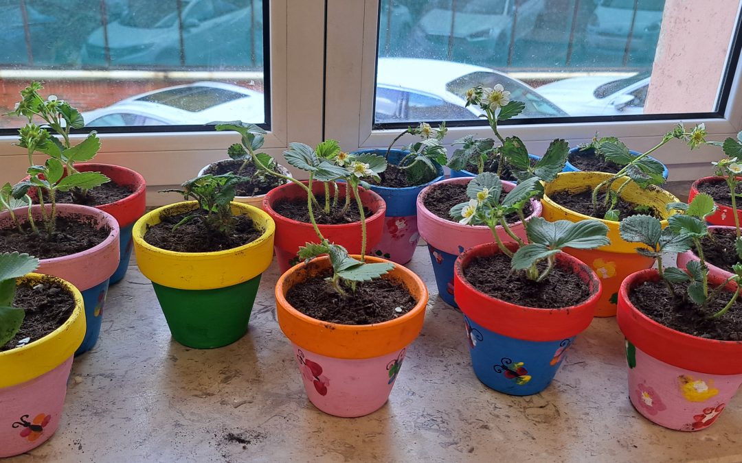 ¡Manos a la tierra! Decoramos macetas y plantamos fresas !
